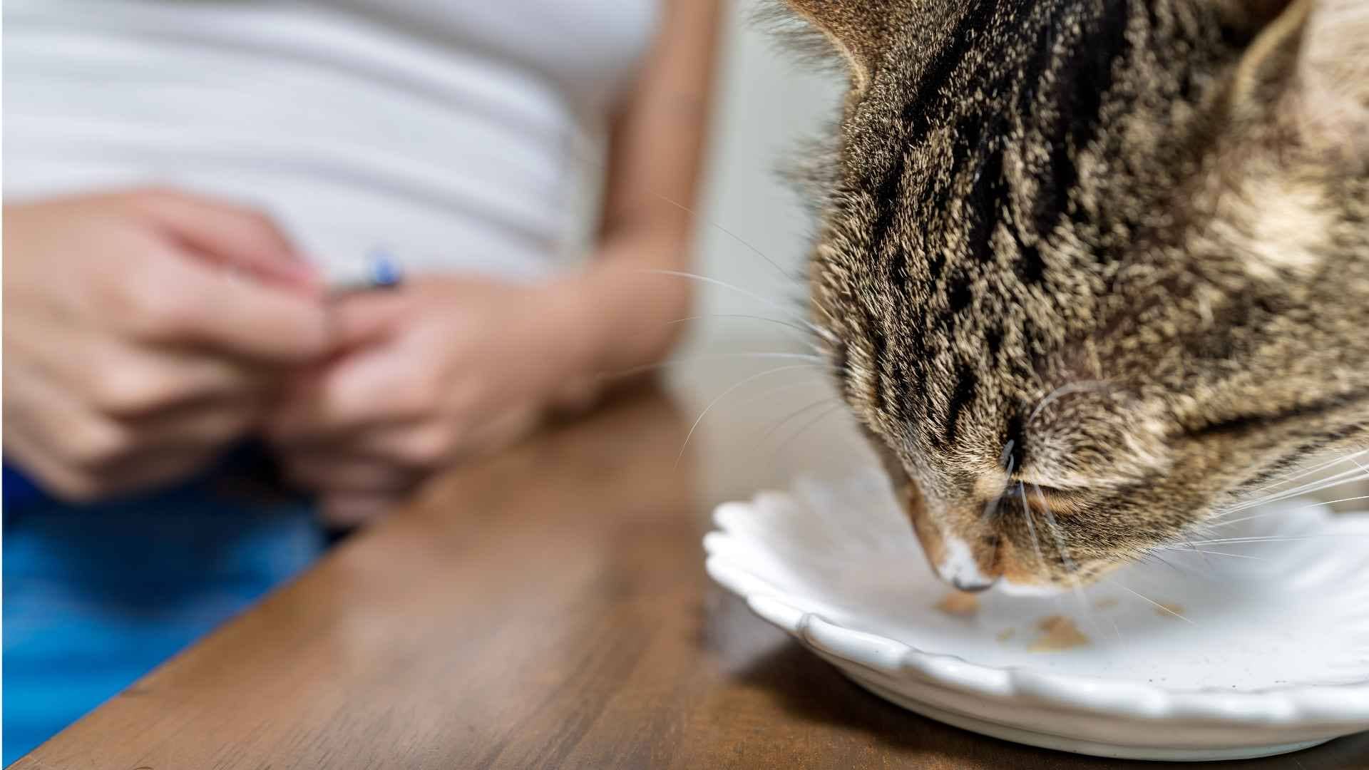 gato mayor comiendo